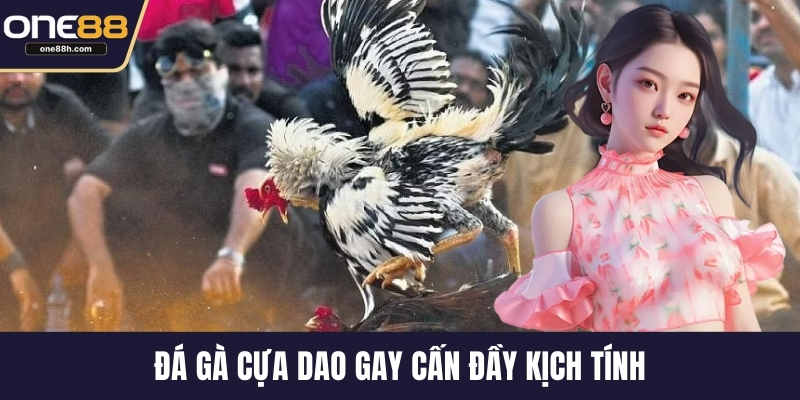 Đá gà cựa dao gay cấn đầy kịch tính
