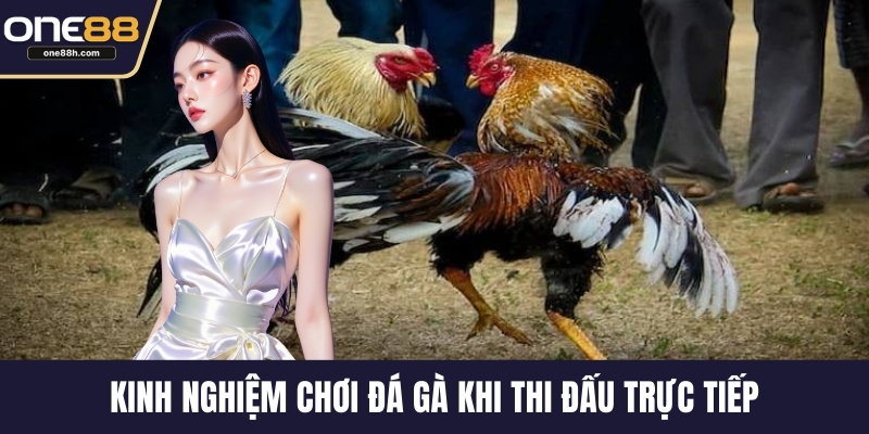Kinh nghiệm chơi đá gà khi thi đấu trực tiếp